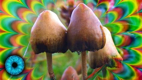 The Legality of Magic Mushrooms in Belleville: Exploring the Gray Area of Psychedelic Substances